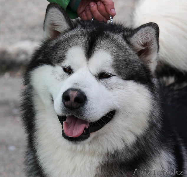 Аляскинские маламуты - Изображение #1, Объявление #58204