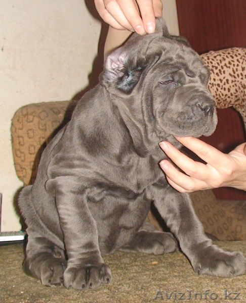 щенки мастино-наполетано - Изображение #1, Объявление #80150