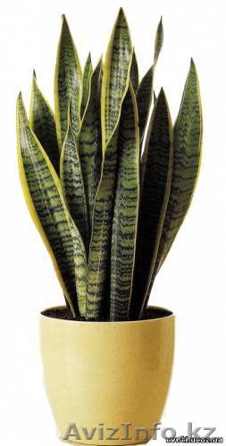 Куплю сансевиерию - Изображение #1, Объявление #113511