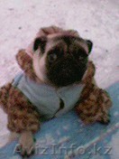 ПРОДАМ СОБАКУ МОПС - Изображение #1, Объявление #495324