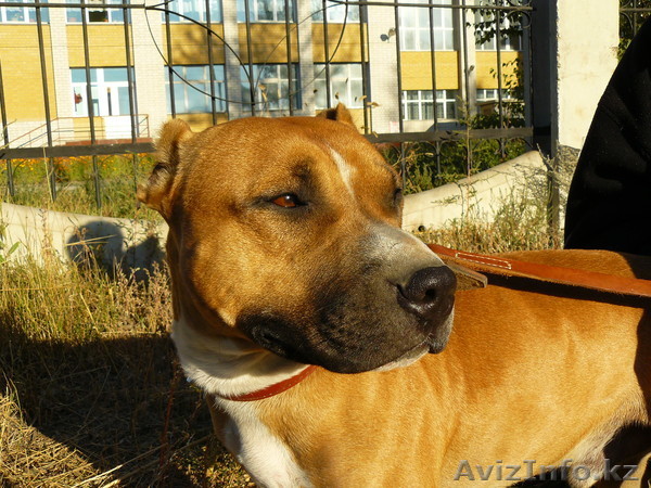 Срочно продам АПТБ - Изображение #1, Объявление #571434