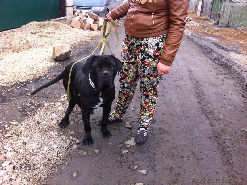 Ищем кобеля!!!мастино - Изображение #1, Объявление #986544