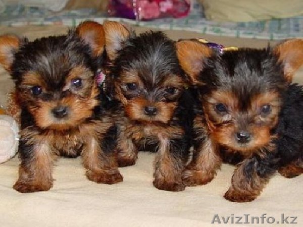  Мальчики йоркширского терьера - Изображение #1, Объявление #1163435