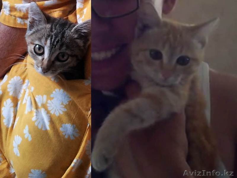 Отдам малышей ( крысоловы, 3 месяца) - Изображение #1, Объявление #1306094