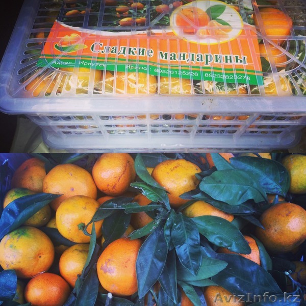 Продаю мандарины - Изображение #1, Объявление #1504611