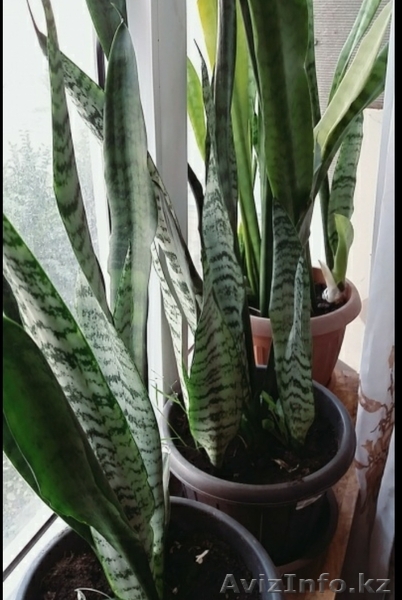 Продам сансевиерию комнатное растение - Изображение #1, Объявление #1633003