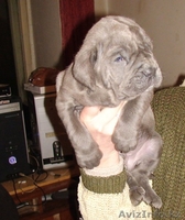 щенок мастино наполетано - Изображение #1, Объявление #137073