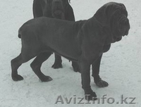 щенок мастино наполетано - Изображение #3, Объявление #137073