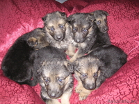Замечательные щенки Н.О - Изображение #1, Объявление #458395