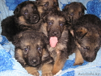 Замечательные щенки Н.О - Изображение #2, Объявление #458395