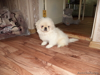 Продам красивого пекинеса,!!! - Изображение #1, Объявление #761164