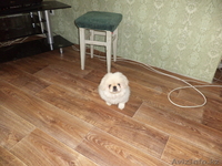 Продам красивого пекинеса,!!! - Изображение #2, Объявление #761164