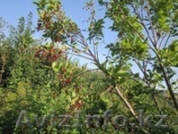 Продам саженцы деревьев и кустарников. - Изображение #4, Объявление #835952