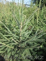 Продам саженцы деревьев и кустарников. - Изображение #3, Объявление #835952