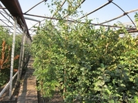 Продам саженцы деревьев и кустарников. - Изображение #1, Объявление #835952