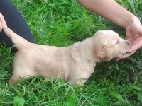 Продам прекрасных щенков голден ретривера - Изображение #1, Объявление #962134