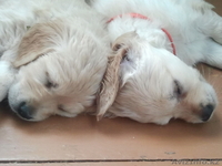 Продам прекрасных щенков голден ретривера - Изображение #2, Объявление #962134