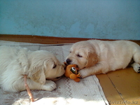 Продам прекрасных щенков голден ретривера - Изображение #3, Объявление #962134