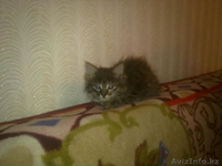отдам котят БЕСПЛАТНО - Изображение #2, Объявление #988226