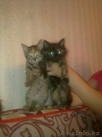отдам котят БЕСПЛАТНО - Изображение #1, Объявление #988226