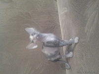 Лапушки котятушки Канадского сфинкса - Изображение #1, Объявление #1006392