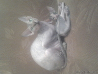 Лапушки котятушки Канадского сфинкса - Изображение #2, Объявление #1006392