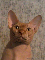 Лапушки котятушки Канадского сфинкса - Изображение #3, Объявление #1006392