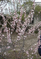 Дача с гаражом Восточный - Изображение #1, Объявление #1062441