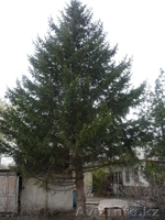 Дача с гаражом Восточный - Изображение #2, Объявление #1062441