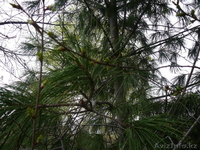 Дача с гаражом Восточный - Изображение #3, Объявление #1062441