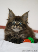 Котята мейн кун из профессионального питомника Mainemarie - Изображение #3, Объявление #1280457