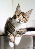 Котята мейн кун из профессионального питомника Mainemarie - Изображение #1, Объявление #1280457