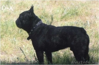 Кобель французского бульдога для вязки - Изображение #1, Объявление #1320769