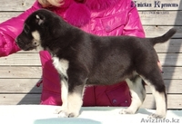 Щенки среднеазиатской овчарки. - Изображение #2, Объявление #1378907