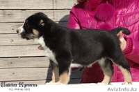 Щенки среднеазиатской овчарки. - Изображение #3, Объявление #1378907