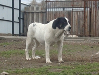 Щенки среднеазиатской овчарки. - Изображение #7, Объявление #1378907