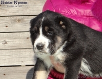 Щенки среднеазиатской овчарки. - Изображение #4, Объявление #1378907