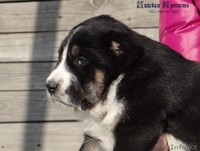 Щенки среднеазиатской овчарки. - Изображение #5, Объявление #1378907