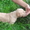 Продам прекрасных щенков голден ретривера - Изображение #1, Объявление #962134
