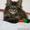Котята мейн кун из профессионального питомника Mainemarie - Изображение #3, Объявление #1280457