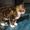 Котята мейн кун из профессионального питомника Mainemarie - Изображение #2, Объявление #1280457