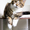 Котята мейн кун из профессионального питомника Mainemarie #1280457
