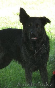 Пропала собака 15 августа 2011 года - Изображение #1, Объявление #353924