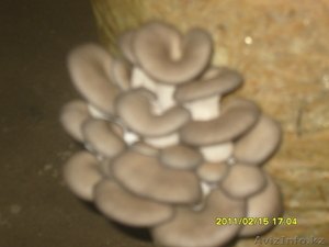 Мицелий грибов вешенка - Изображение #1, Объявление #376869