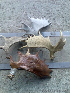 Куплю сухие рога лося