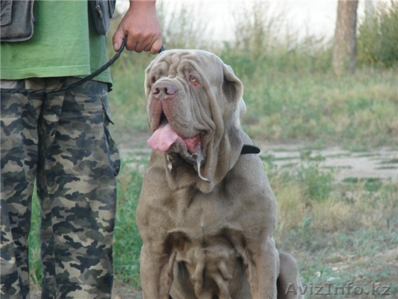 щенок мастино наполетано - Изображение #2, Объявление #137073