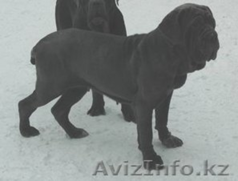 щенок мастино наполетано - Изображение #3, Объявление #137073