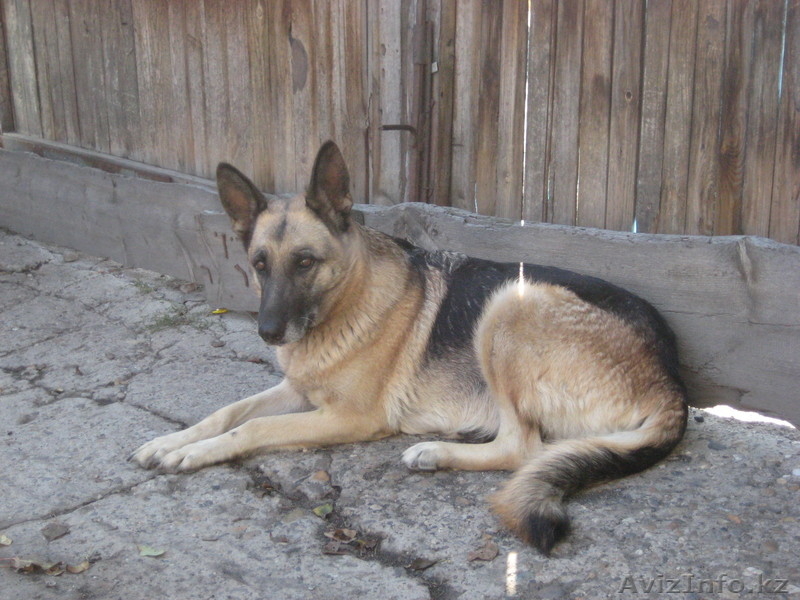 Замечательные щенки Н.О - Изображение #3, Объявление #458395