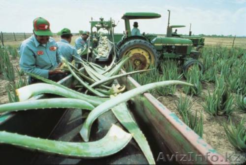 РАБОТА в американской компании Forever Living Products в городе Семей - Изображение #2, Объявление #756654