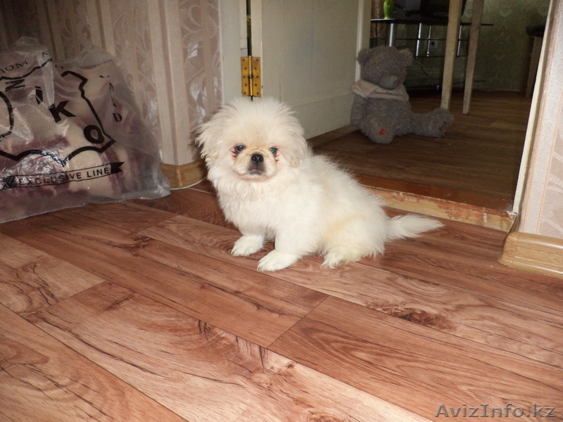 Продам красивого пекинеса,!!! - Изображение #1, Объявление #761164